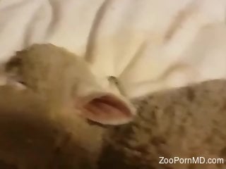 Sexy sheep getting fucked by a big-dicked dude