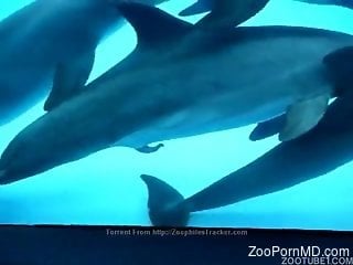 Underwater creatures enjoying hardcore fucking