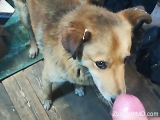 Cute puppy licking the owner's hot cock in POV