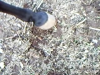 Dude with dirty hands jerking a stallion's cock