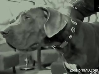 Retro video focusing on doggy style bestiality