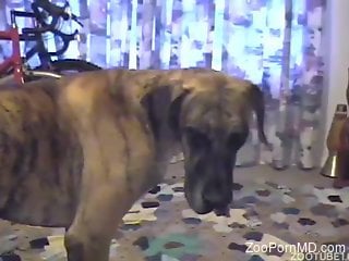 Dude's hairy asshole gets ruined by a kinky pooch