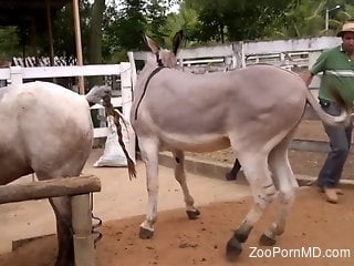 XNXX Horse XXX