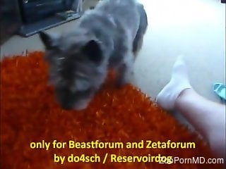 Fluffy dog licks man's penis during his jerk off session