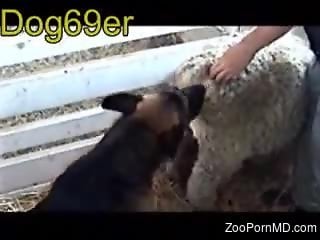 Furry animals fucking cause horny zoo sex lover the chills