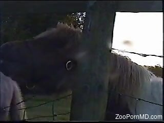 Horny man approaches the black horse and gives it the dick