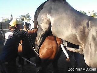 Hardcore fuck scene with sexy horses and raw fucking