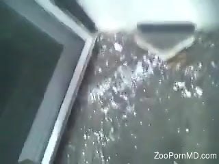 Kinky scenes of amateur zoophilia with slutty action
