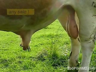 Bull's big cock getting showcased in a voyeur vid