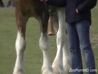 Dude is happy to showcase his horse's penis outdoors