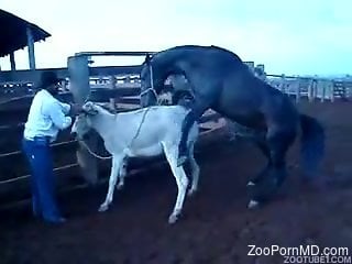 Horse on horse bestiality action to make you cum