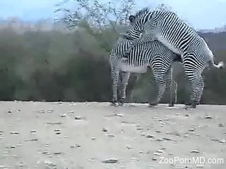Lovely zebras fucking about in an outdoor porno movie