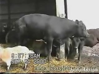 Sexy cattle showing off their naughty bits on camera