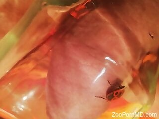 Dude lets insects crawl all over his stiffie