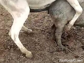 Super-kinky porno movie showing two animals fucking