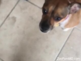 Dude's cock gets licked by a dirty fucking beast