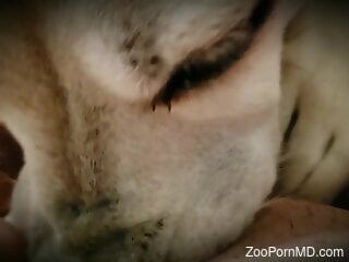 Sexy puppy dealing with oral in a kinky POV vid