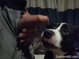 Dude is going to cum on the dog's pretty face
