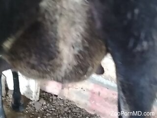 Energized man craves sex with the farm animals in brutal kinks