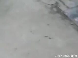 Nude male jerks off hard before fucking a tight animal