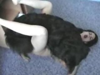 Animal porn and bestiality