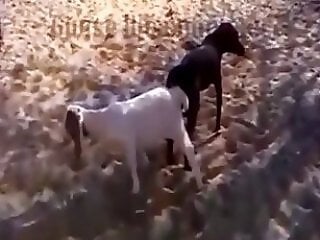 ZOO Porn and bestiality tube
