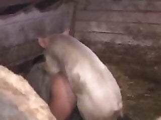 Horse Zoofilia Tube