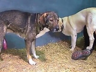 Zoo porn and zoo sex video