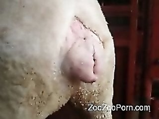 Animal porn videos and ZOO PORN
