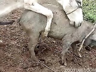 Sex-Animals