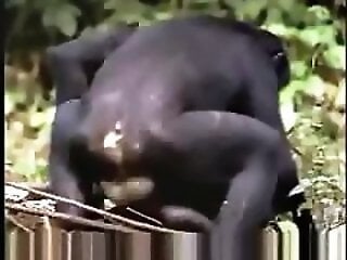 Zoo porn and zoo sex video