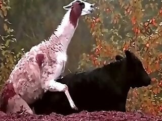 Animal porn and bestiality