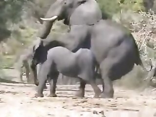 Animal porn and bestiality